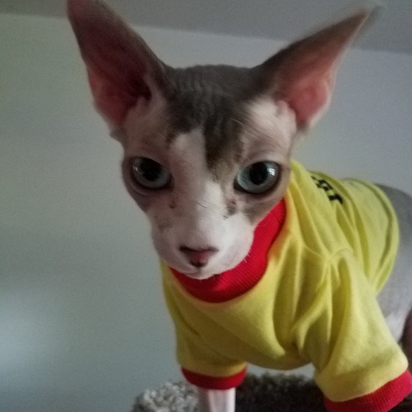 sphynxpaw